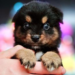 Vander - Black tri male Miniature Australian Shepherd puppy in Punta Gorda, Florida from Christie's Creekside Aussies