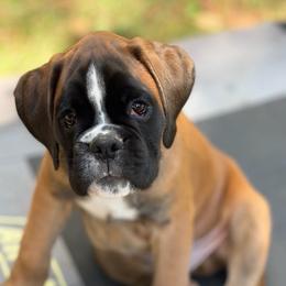 Jordan From Tripillya - Fawn male Boxer puppy in Cincinnati, Ohio from Kennel From Tripillya