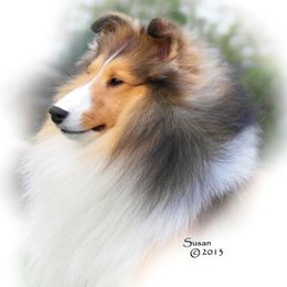 Shetland Sheepdog Puppies from Shalamar Shelties