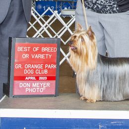 Silky Terriers from Blu Diamond