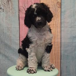 Camo - Poodle