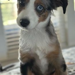Miniature Australian Shepherd and Toy Australian Shepherd Puppies from Beasley Acres Aussies