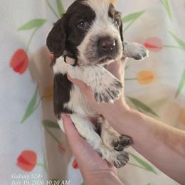Boy 9 Fig - Red and white male English Springer Spaniel puppy in Saginaw, Michigan from Kemerer Springers