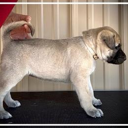 White - Fawn female Anatolian Shepherd Dog puppy in Clark, Wyoming from Fyne Acres