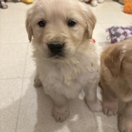 Ramie - Golden female Golden Retriever puppy in Grant County, Indiana from On The Sunny Side Pavey Farms