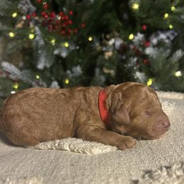 Boy 1 - male Cavapoo puppy in Austin, Texas from Lucy Lou’s Cavapoos