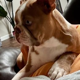 Dom - Boston Terrier