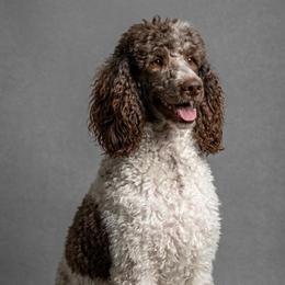 Lennox - Poodle