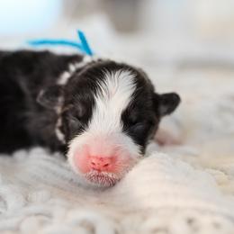 Blue collar male - Black and tan male Pembroke Welsh Corgi puppy in Mona, Utah from Sorensen Corgis