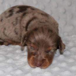 Buzz - Dapple male Dachshund puppy in Paris, Texas from Kuttin’ Up Mini Aussies