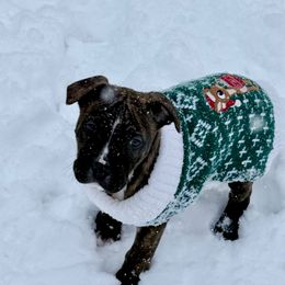 Monterey - Red brindle male American Staffordshire Terrier puppy in Franklin County, Vermont from Explicit Amstaffs Of New England