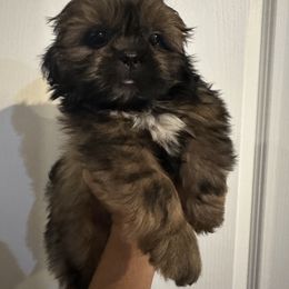 Boy 2 - Shih Tzu puppy in Winter Haven, Florida from Shih Tzus and Poms Di Colletti