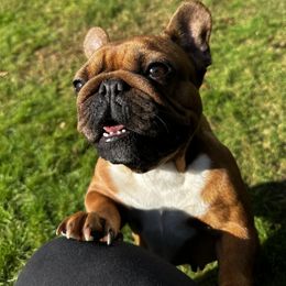 French Bulldog All Grown Up from Phoenix Rising
