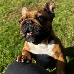 French Bulldog All Grown Up from Phoenix Rising