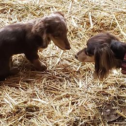 Dachshunds from Dynamic Doxies