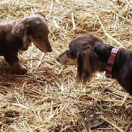 Dachshunds from Dynamic Doxies