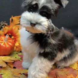Miniature Schnauzers from 2M Miniature Schnauzers