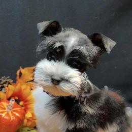 Miniature Schnauzers from 2M Miniature Schnauzers