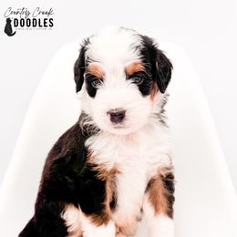 Kohl - Tri-color male Bernedoodle puppy in Tipton, Indiana from Country Creek Doodles