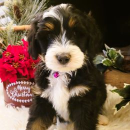 Bernedoodle puppies from Abidoodles