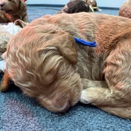 Baguette - Yellow and white male Bernedoodle puppy in Macon County, North Carolina from Mountain Doodles