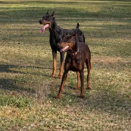 Black Girl - Black and rust female Doberman Pinscher puppy in Centralia, Missouri from TopSpots Farm