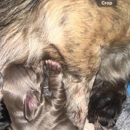 Sirochki - Chocolate and cream female Dachshund puppy in Huntington, Texas from Camacho_Dachshunds