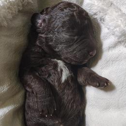 Señora Francisca - Brown female Spanish Water Dog puppy in Staunton, Virginia from Spinaz de Can