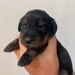 Bear - Black and tan male Dachshund puppy in Trenton, Florida from Tweenie Weenie Dachshunds