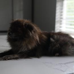No name yet - Black and brindle female Pomeranian puppy in Houston, Texas from Gray Kennels Rottweilers