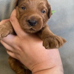 Goldendoodle Puppies from Simply Mini Goldendoodles