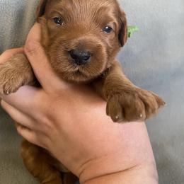 Goldendoodle Puppies from Simply Mini Goldendoodles