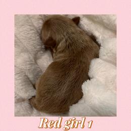 Red girl 1 - Wheaten female Miniature Schnauzer puppy in Pflugerville, Texas from K&K Precious Tx schnauzers