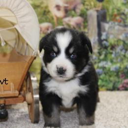 Newt - Black tri male Miniature Australian Shepherd puppy in Ronan, Montana from Dirt Road Aussie’s of Montana
