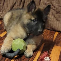 Sold - Mahogany and black male Belgian Tervuren puppy in New Braunfels, Texas from Willow's Puppies