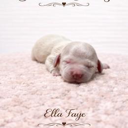 Ella Faye - Cream female Dachshund puppy in Biloxi, Mississippi from Southern Doxies Ms