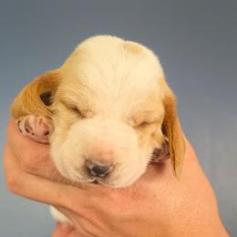 Lucy - Lemon and white female Basset Hound puppy in Bellaire, Ohio from Blessed Bassets