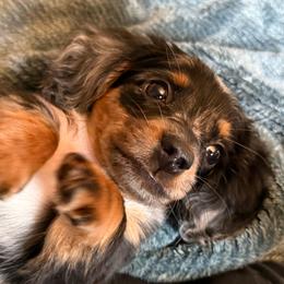 Bitsy - Dapple female Dachshund puppy in New Mexico from Zia Trail Doxies