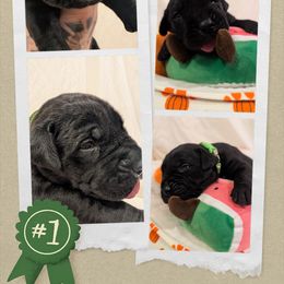 Lime green collar - Black female Cane Corso puppy in Va Beach, Virginia from Guardian Corso's
