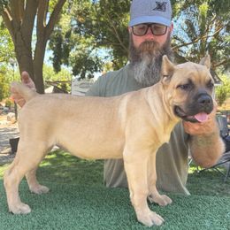 Yellow collar - Fawn female Cane Corso puppy in Morgan Hill, California from Corso Empire