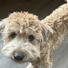 Cockapoos, Sheepadoodles, and Whoodles from Saddle Mountain Doodles