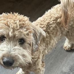 Cockapoos, Sheepadoodles, and Whoodles from Saddle Mountain Doodles