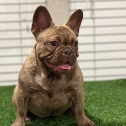 Ruby - French Bulldog
