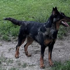 Juno - Beauceron