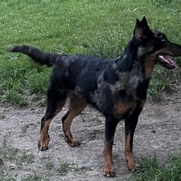 Juno - Beauceron