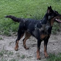 Juno - Beauceron