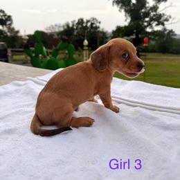Girl 3 - Cream female Dachshund puppy in Stilwell, Oklahoma from Starr Springs Doxies
