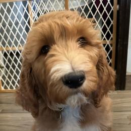 Remi - Red  female Goldendoodle puppy in Chino Valley, Arizona from Whiskey Row Royals