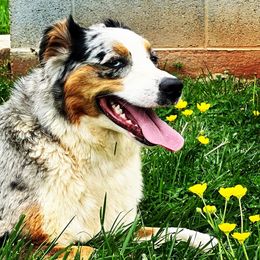 Katara - Australian Shepherd