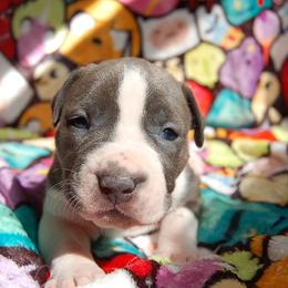 Pink Collar girl - Blue female American Bully puppy in Sandy Hook, Connecticut from Fia Bullies